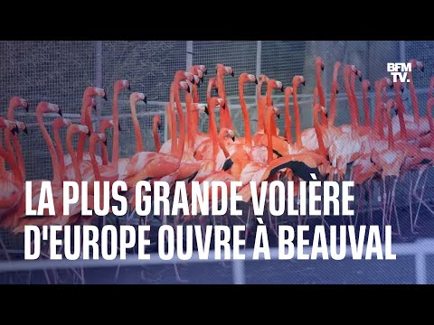 La plus grande volière d'Europe ouvre ses portes au zoo de Beauval