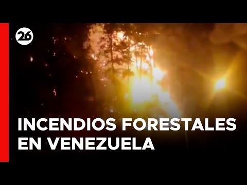 VENEZUELA | Más de 16.000 hectáreas afectadas por incendios forestales en cinco meses