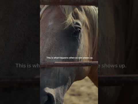 They Don't Have a Voice, So We Will Use Ours #help #horse #animals