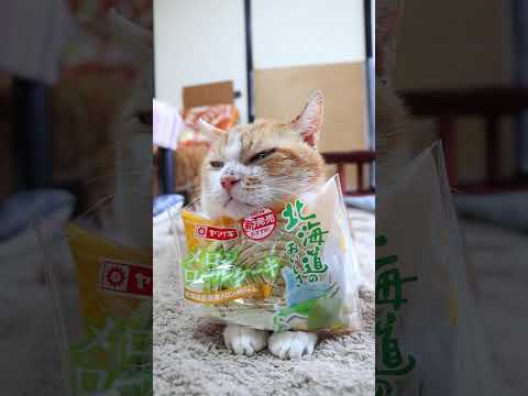 猫の動画サムネイル - メロンロールケーキ 北海道産赤肉メロンのジャム　250602　#のせ猫　 #cat #cute #猫のいる暮らし #ネコ #ねこ #cutecat #kitten #猫のいる生活