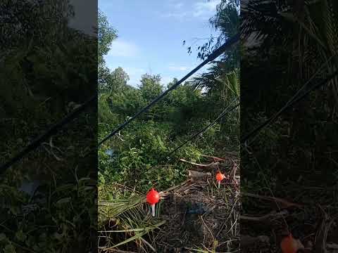 Bãi câu củ món tiếp #fishing #fishingmientay #shorts