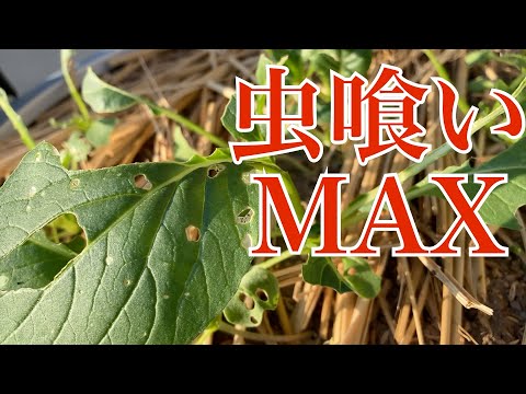 バケツで炭素循環農法 #6