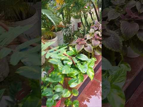 बागबानी और गार्डेनिंग से मन को शांति मिलती हैं 🌿😇 #garden #gardening #plants #flowers #ytshorts