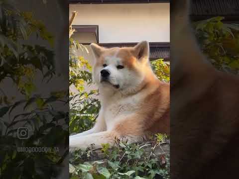 秋田犬in庭。#秋田犬 #いぬ #いぬすたぐらむ