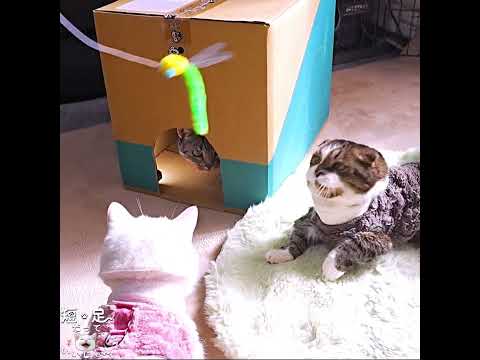 箱に居座る猫と、箱の外で遊ぶ猫！　#マンチカン #ジェネッタ #短足