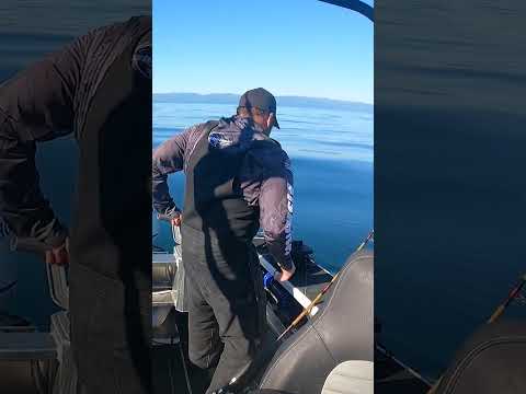 Lingcod 33" video thumbnail