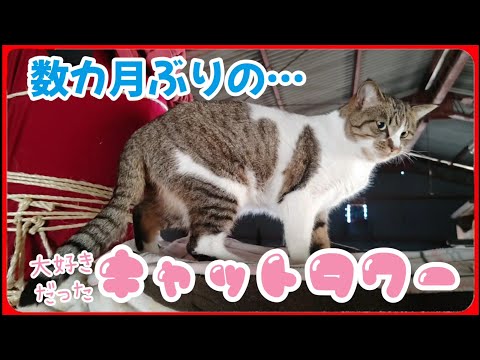 【数カ月ぶりに…】可哀想なチビ猫を 黒猫が居ない隙に大好きだったキャットタワーに連れて行きました 20241122、カラス＆四つ脚カルテット