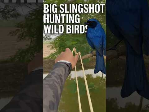 Big Slingshot Hunting Wild Birds in the Jungle #SlingshotHunting #BirdsHunting