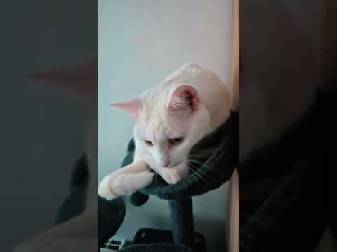 #киса #cat #красиваякошка #кот #моякошка #catlovers #top #shortvideo #shorts #топ #тренд #bella24 #я