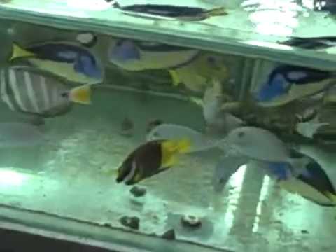 Marine Fish Video from AQUARAMA 2011 - 12th International Ornamental Fish and Accessories Exhibition. Singapore