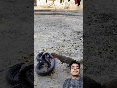 A disabled duckling helps his cat friend🐥#DuckRescue #CuteAnimal #AnimalRescue