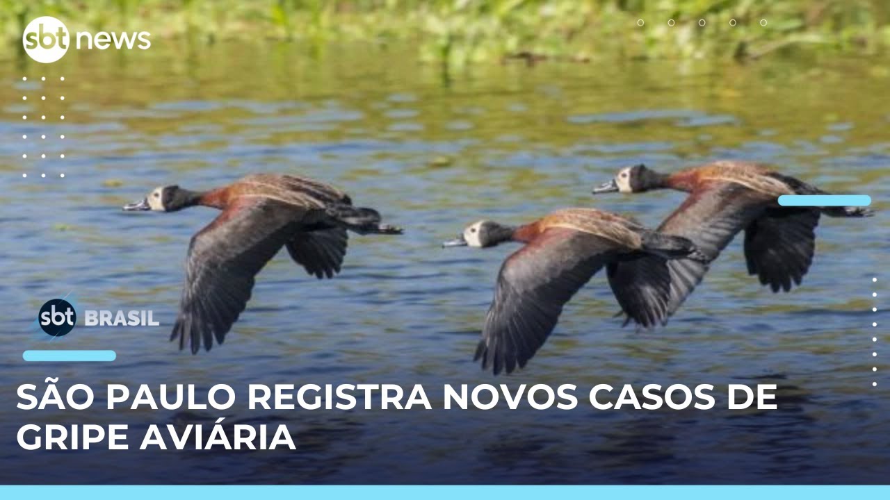 3 novos casos de gripe aviária são registrados no Parque do Ibirapuera em SP | SBTBrasil