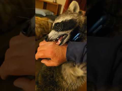 Tigger The Raccoon Pushing His Boundaries ❤️🦝 #raccoon #furbaby #raccoonlivesmatter #wildlife #cute