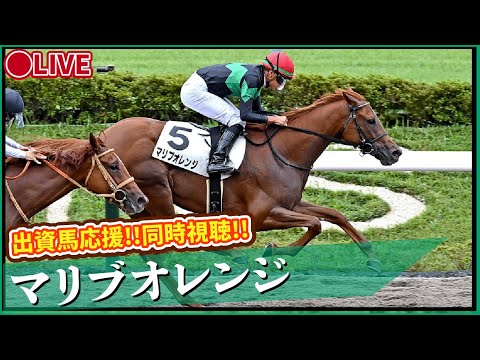 【 #マリブオレンジ】函館芝2000m！距離さえもてば一発あるぞ！出資馬全力応援ライブ配信 ！ #推し活最高