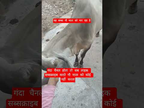 यह बच्चा गौ माता को मार रहा है #motivation #100millon #cow #13million #gaumata #funny