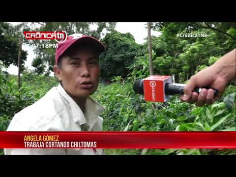 Producción de chiltomas en Ometepe: fuente de trabajo y dinamismo económico – Nicaragua