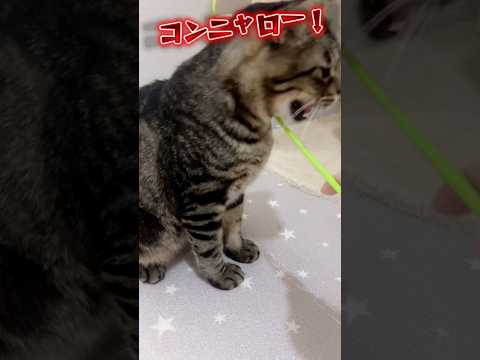 保護した子猫のご飯を狙い続けた先住猫の末路#保護猫 #子猫 #shorts