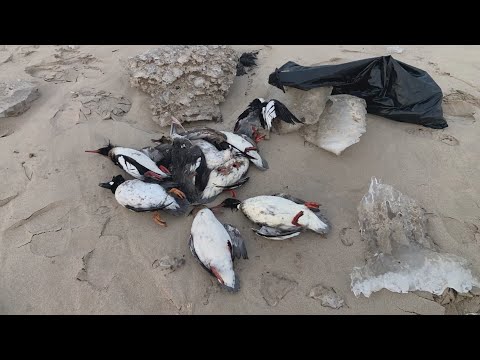 Hundreds of ducks found sick or dead along Lake Michigan as outbreak of H5N1 bird flu hits Chicago a