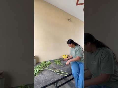 Grow *Yellow Bell flowering plant*🌻Wo bhi free mein🪴🥳 #shorts #short #ytshorts #gardening