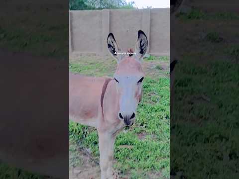 new short donkey | #automobile #thar #attitude #daku #modified #car #carlover #tharlover #crazyxyz