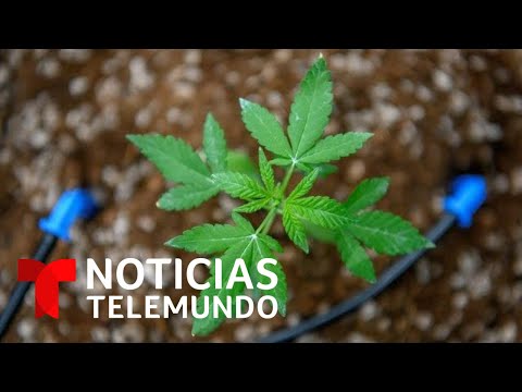 La Cámara de Representantes aprueba un proyecto para despenalizar el uso de la marihuana en el país