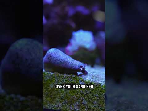 Cleaning Up! #brstv Conchs are an awesome way to keep your reef tank's sand bed CLEAN.
#shorts #BRStv

Check out the bes