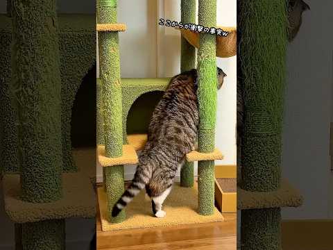 キャットタワーに登る猫のかわいい瞬間をお楽しみください サムネイル