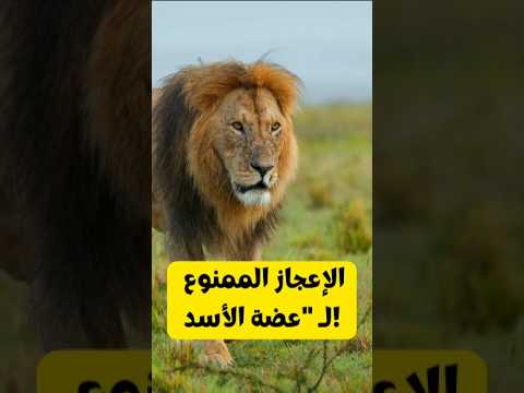 أقوى جراح في الغابة! #العلم #اكسبلور #animals #اعجاز #ترند #فكرتين #حيوانات #معلومات #الاسد