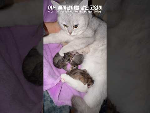 고양이 출산🐈 엄마가 된 막내 히나 Hina, the youngest, becomes a mother 고양이 출산🐈 엄마가 된 막내 히나 Hina, the youngest, becomes a mother