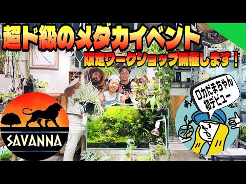 【メダカ】メダカ屋サバンナ×あかだまちゃん！超ド級のメダカイベントがやってくる（限定ワークショップやります！一緒に楽しみましょう！ロカだまちゃん初デビュー！）