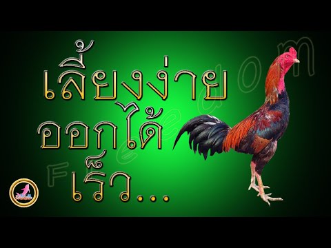 เลี้ยงไก่ง่ายๆใช้เวลาไม่นาน...