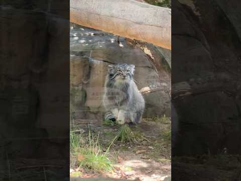 那須どうぶつ王国のマヌルネコ・ナゴムくんのお出迎え風景【癒しの瞬間】 サムネイル