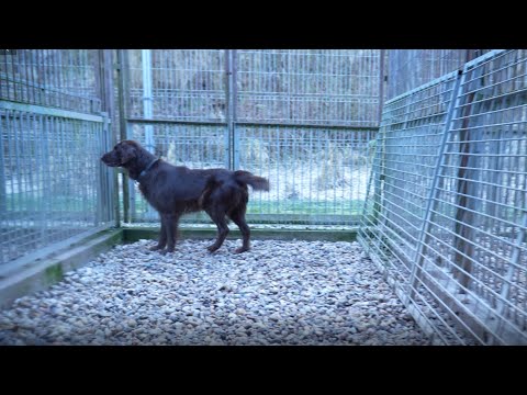 Trutnovský psí útulek nabízí služby psího hotelu (20.01.2023)