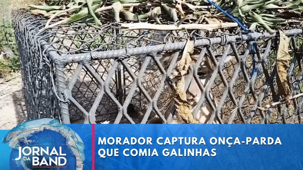 Morador captura onça-parda que comia galinhas da propriedade