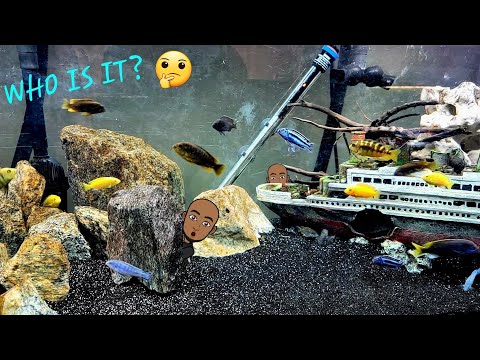 Someone else is holding!! Little tour of the African Cichlid Tanks (Minus the SECRET cichlid grow out tank). If anyone has ID'