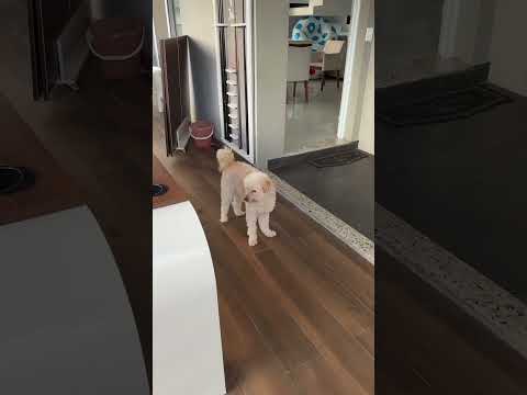 SLINK TÁ COM MEDO DO BICHO