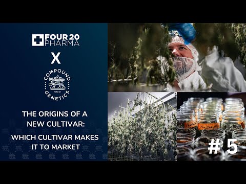 The origins of a new cultivar | 420 Pharma x Compound Genetics - Part 5
