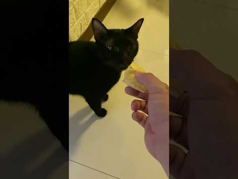 Cats day 17 Oct 2025 #cats #catlover #tombamlucky #fypsg #sgcats