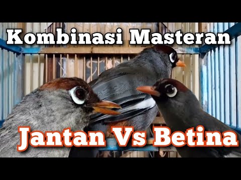 Kombinasi Masteran Poksay Mandarin Jantan Vs Betina Gacor Full Variasi
