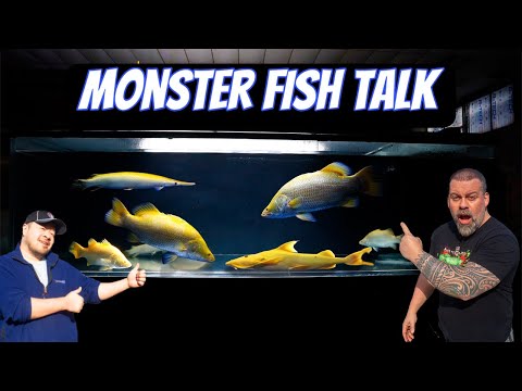 Monster Fish Talk | Predatory Fins & Stingray Biol Discussing everything from Monster fish, to at home aquarium setups. Come hangout and ask us your qu
