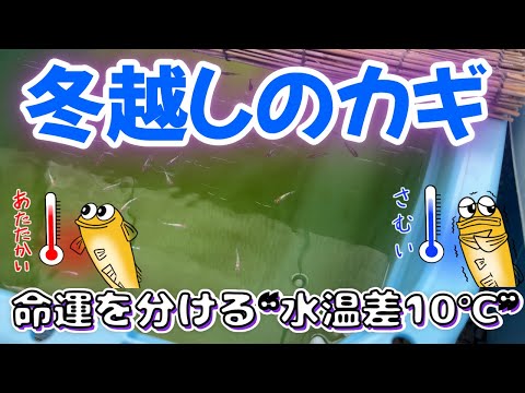 冬越し成功のカギ!メダカを守る「遮光」と水温差10℃以内の秘密