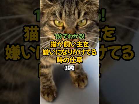 【注意】猫が飼い主を嫌いになりかけてる時の仕草3選!🐾1分でわかる猫の本音 #shorts #猫 #雑学