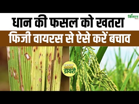 Paddy Farming: धान की फसल को तबाह कर देगा है ये वायरस, ऐसे करें बचाव। Kisan India