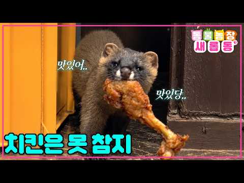 [새롭동물농장] 치킨이 얼마나 맛있는지 감도 안 온다..😮 치킨 도둑 등장~!🍗/ EP.1290 #동물농장 #animalfarm