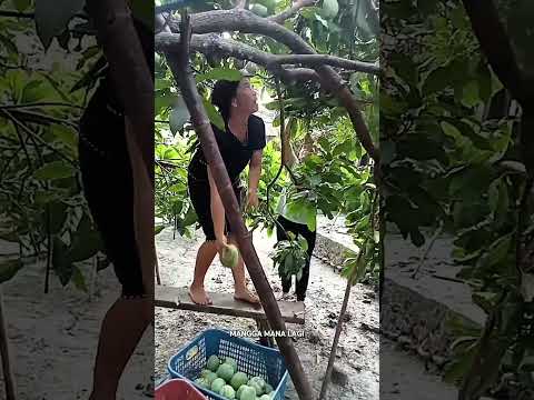 panen mangga Indramayu #shorts #budidayatanaman #pertanian #buah #mangga #panen #buahbuahan #viral