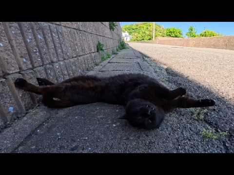 道路脇で寝ていた黒猫を撫でたら…ゴロゴロ転がって甘え始めた姿が可愛すぎた