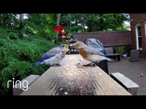 Cute: Baby Bird Demands To Be Fed | RingTV