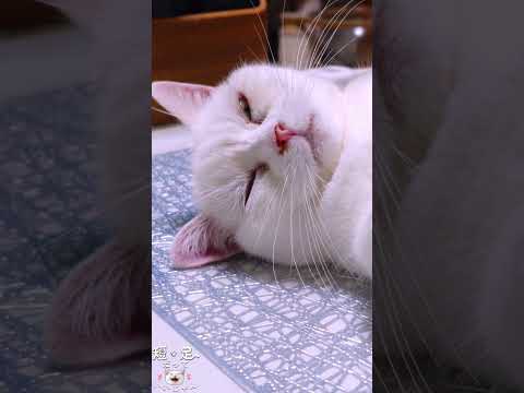 食卓の上で寝たりグルーミングしている猫　#白猫 #マンチカン #短足