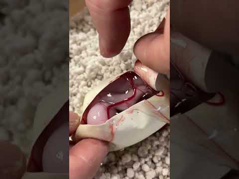 Diese Schlange sollte nicht in diesem Ei sein 😳 #shorts