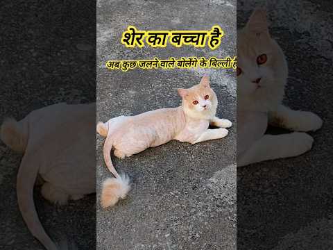 FUNNY CAT VIDEO I KITTEN 🐈🐾 #shorts #cat #funny #catvideos #billicomedy